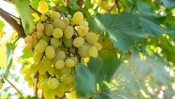 Эксперт: Климат Ставрополья позволяет выращивать виноград для шампанского